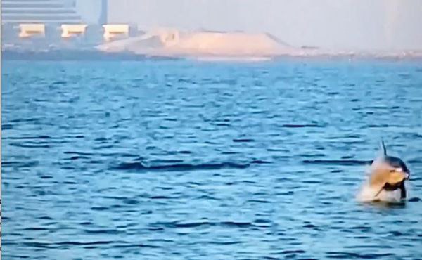 Spotted in Dubai: 'Hundreds' of dolphins seen by rowers off Kite beach